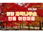 동화 속 순백, 죽파리 자작나무 숲 당일투어