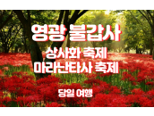 영광 불갑사 상사화축제 + 마라난타사 축제 당…